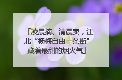 凌晨摘、清晨卖，江北“杨梅自由一条街”藏着最甜的烟火气